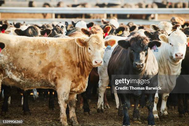 wide shot of cattle standing in pen on summer morning - bovin photos et images de collection