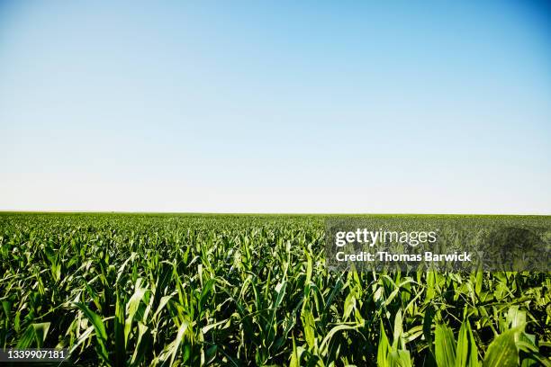 wide shot of corn field on farm on summer morning - corn stock-fotos und bilder