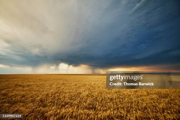 wide shot of field of mature wheat with storm clouds overhead on summer evening - trigo fotografías e imágenes de stock