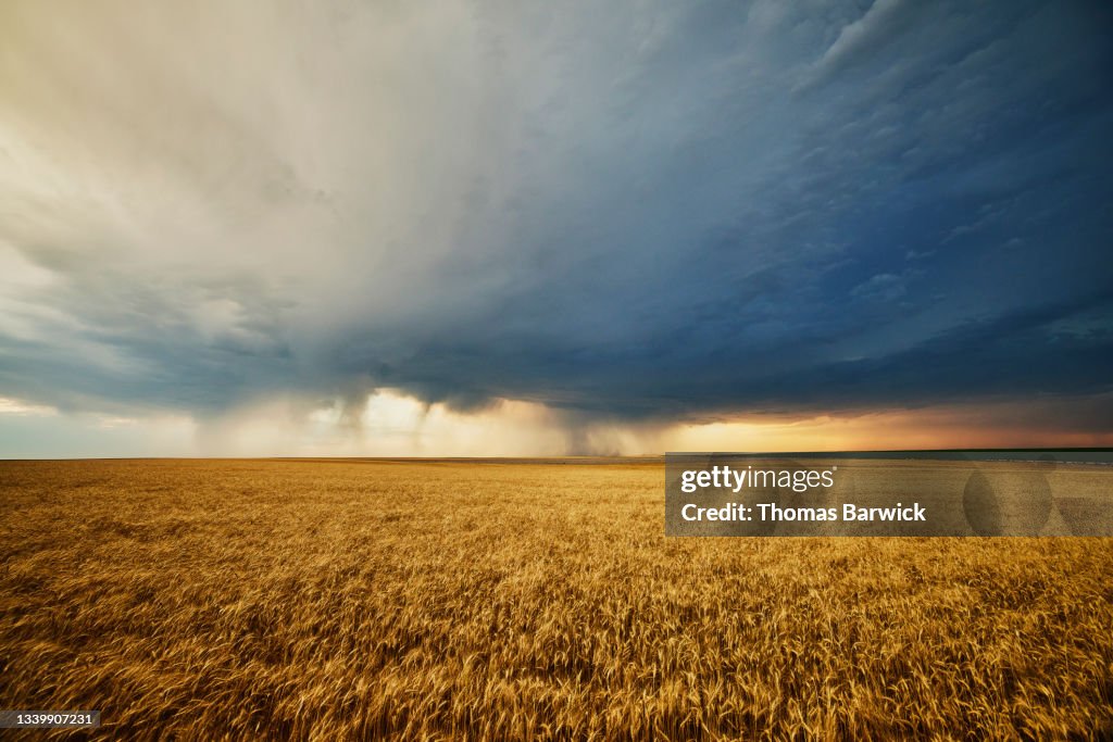 Wide shot of field of mature wheat with storm clouds overhead on summer evening