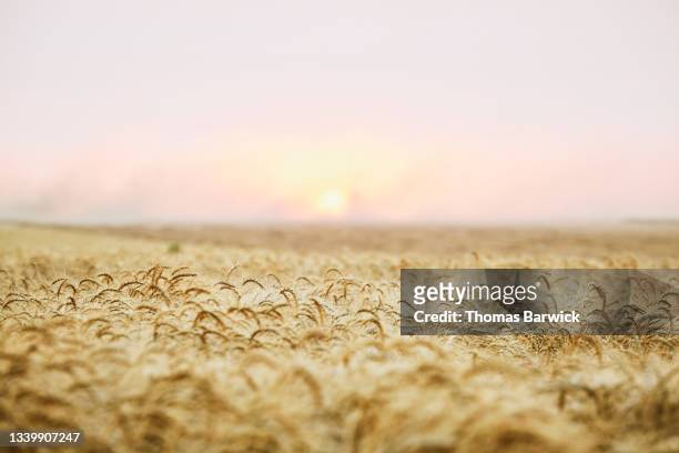 Wide shot view across mature wheat field ready for harvest on summer evening