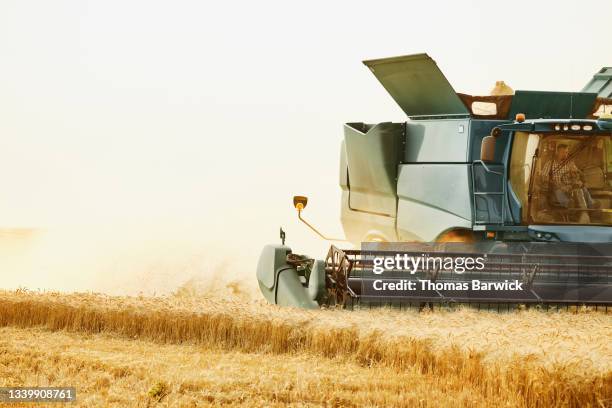 medium shot of combine cutting row of winter wheat during harvest on summer evening - winter wheat harvest stockfoto's en -beelden