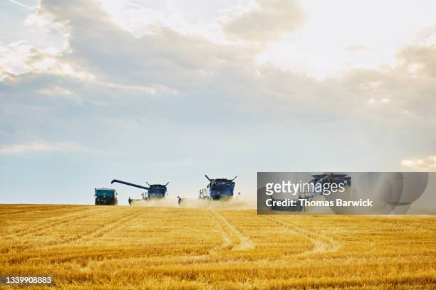 Wide shot rear view of combines and tractor and grain cart harvesting wheat on summer evening