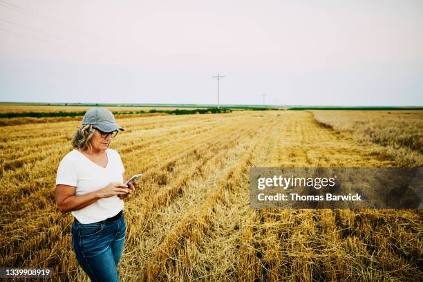 medium wide shot of female farmer using smart phone while standing in freshly cut wheat field on summer evening - woman entrepreneur looking at phone stock-fotos und bilder