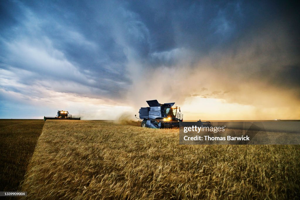 Wide shot of combines harvesting wheat with storm clouds in background during harvest on summer evening