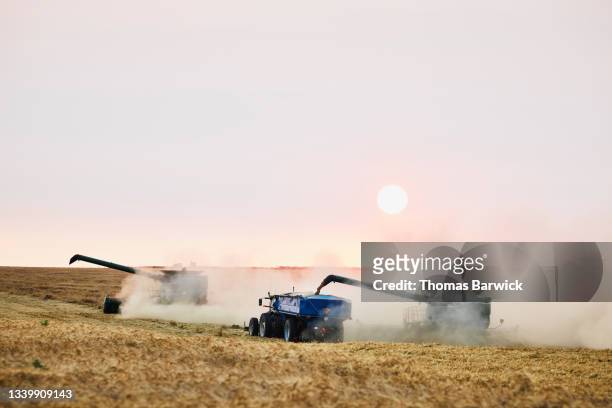 Wide shot of combine filling grain cart with freshly cut wheat during harvest on summer evening