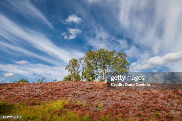 hoge kempen national park - hasselt belgium stock pictures, royalty-free photos & images