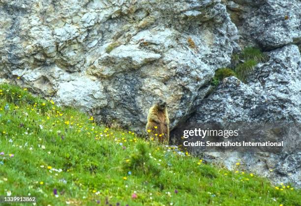 european groundhog standing and shouting in val gardea, south tyrol - edelweiss flower stock pictures, royalty-free photos & images