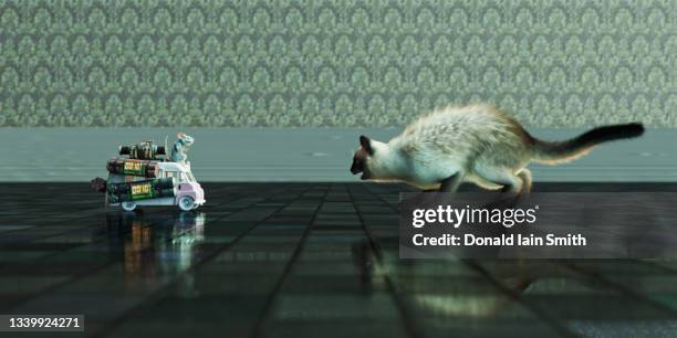 cat and mouse - to play cat and mouse stock pictures, royalty-free photos & images