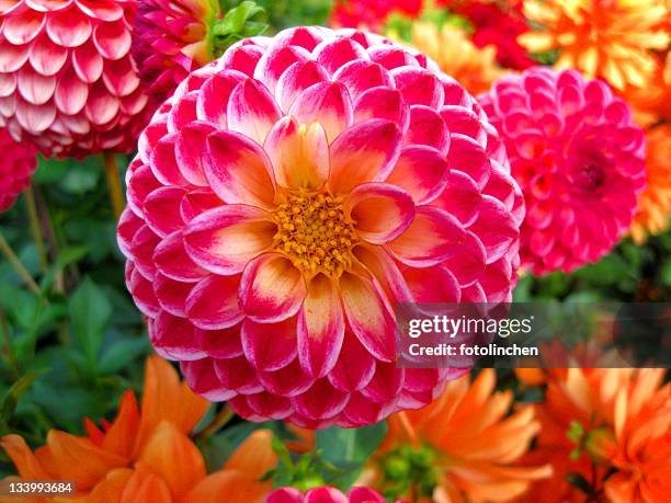 dahlie hintergrund - august stock-fotos und bilder