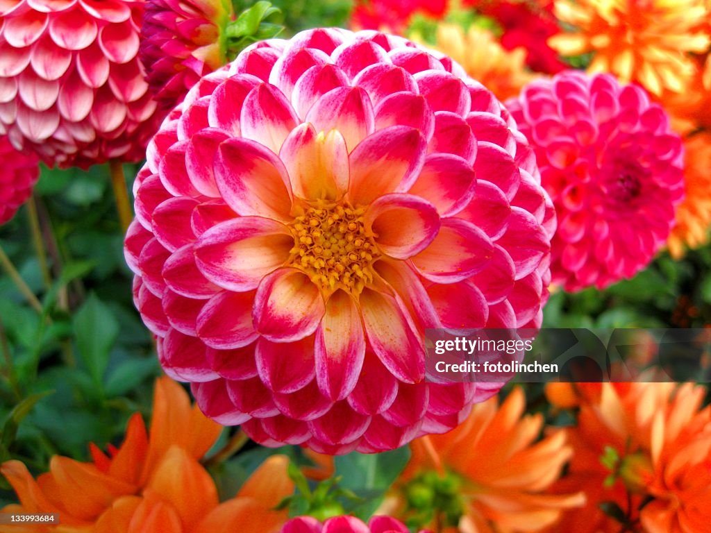 Dalia de fondo