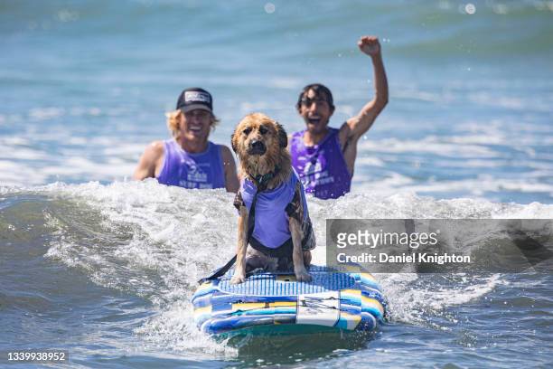 Surfing dogs compete at the 16th Annual Surf Dog Surf-A-Thon at Del Mar Dog Beach on September 12, 2021 in Del Mar, California.