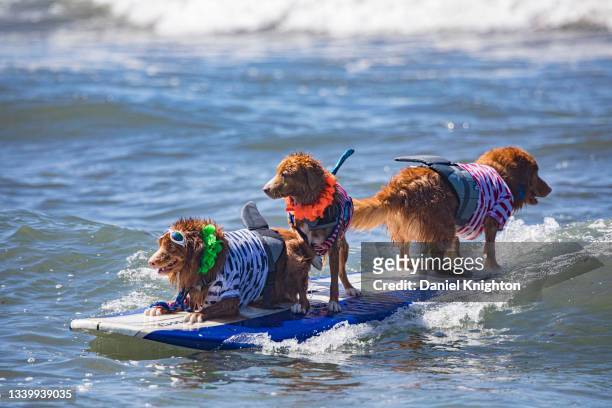 Surfing dogs compete at the 16th Annual Surf Dog Surf-A-Thon at Del Mar Dog Beach on September 12, 2021 in Del Mar, California.