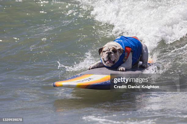 Surfing dogs compete at the 16th Annual Surf Dog Surf-A-Thon at Del Mar Dog Beach on September 12, 2021 in Del Mar, California.