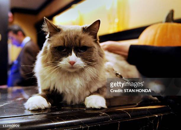 Matilda III sits with a leash on the front desk counter at The Algonquin Hotel November 22, 2011 in New York. The cat is the Algonquin's most...