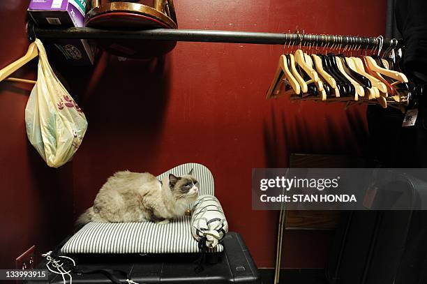 Matilda III sits in her bed in a back room at The Algonquin Hotel November 23, 2011 in New York.The cat is the Algonquin's most pampered guest but...