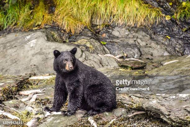 urso negro em valdez, alasca - valdez - fotografias e filmes do acervo