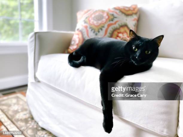 black cat relaxes on white sofa - black coat stock pictures, royalty-free photos & images