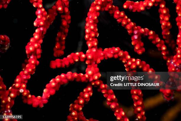 sea fan (plexauridas sp.）owase, mie japan - tentacle pattern stock pictures, royalty-free photos & images