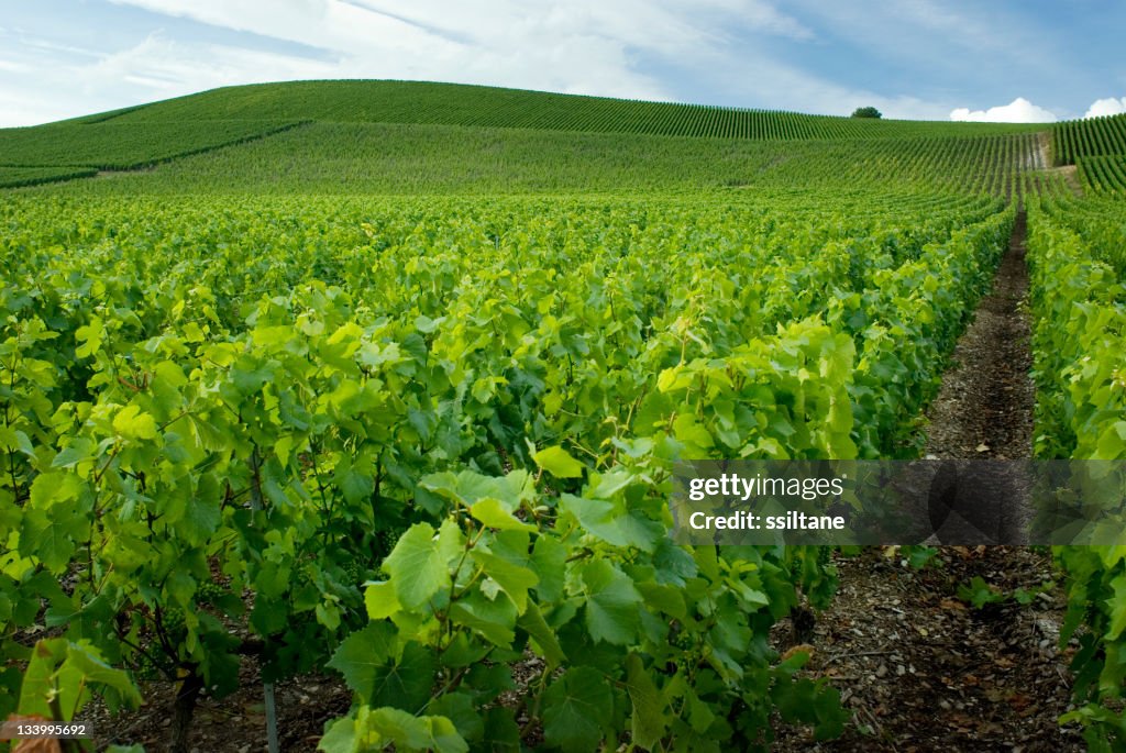 Beautiful view of the gardens in Champagne France