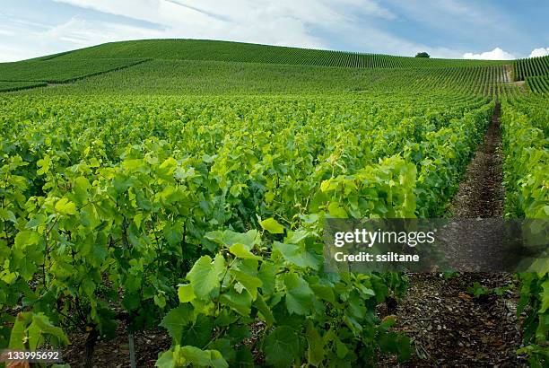 beautiful view of the gardens in champagne france - campania stock pictures, royalty-free photos & images