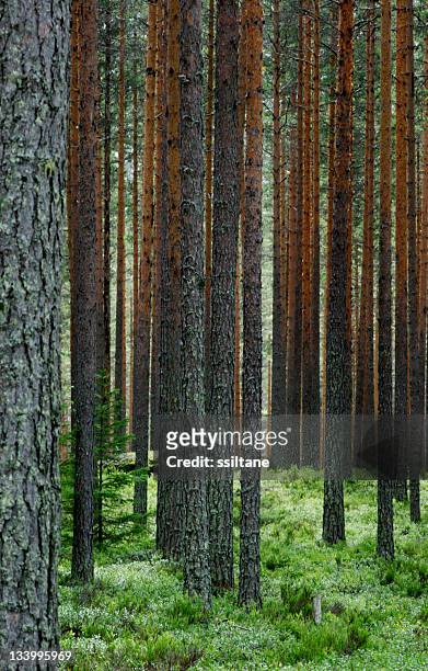 finland pine forest - tajga bildbanksfoton och bilder