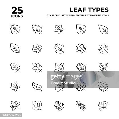Leaf Types Line Icon Set Leaf Types Line Icon Set