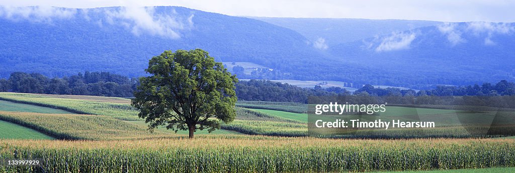 Contour corn, alfalfa fields with misty mountains