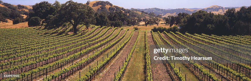 Vineyard with Live Oaks, golden hills