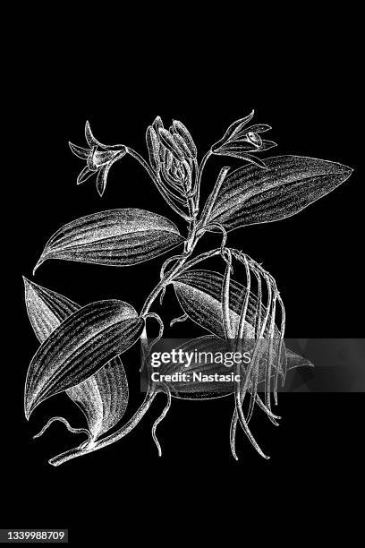 vanilla planifolia - vanilla orchid stock illustrations