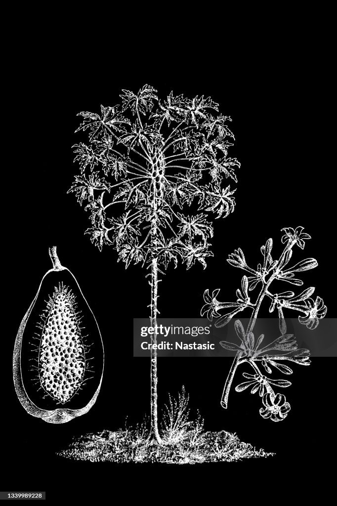 Papaya-Ladung