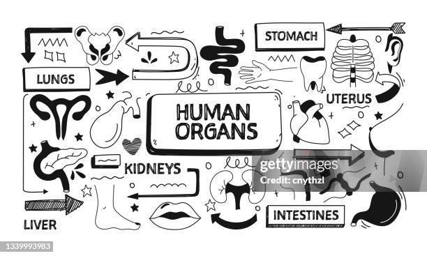 human organs and anatomy related doodle illustration. modern design vector illustration for web banner, website header etc. - gall bladder stock illustrations