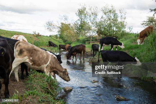 cows crossing the river - brook stock pictures, royalty-free photos & images