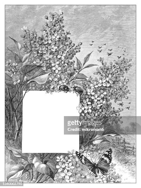 old engraved illustration of decorative ornament frame - meadow stock photos et images de collection