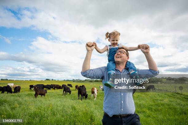 visiting daddy's farm! - cows farm stock pictures, royalty-free photos & images