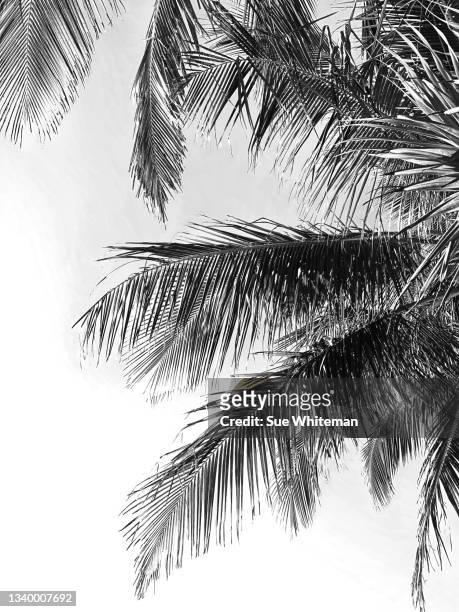 palm tree - coastal feature stock pictures, royalty-free photos & images