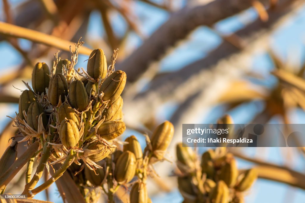 Quiver tree fruit