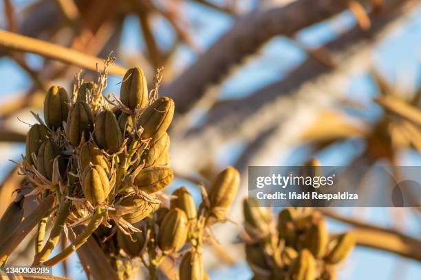 quiver tree fruit - iñaki respaldiza 個照片及圖片檔