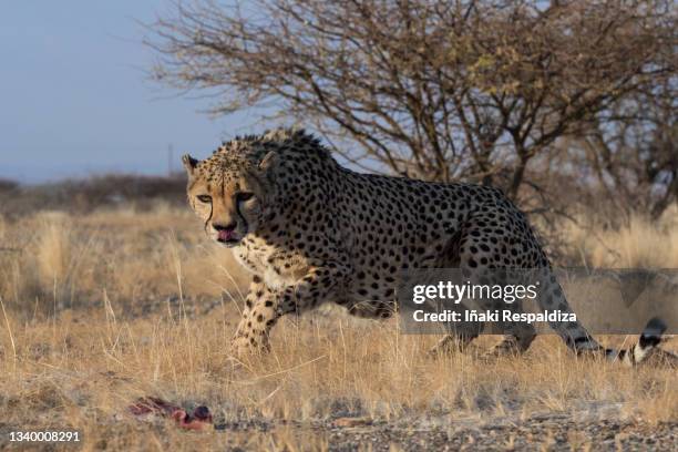 cheetah - iñaki respaldiza stock pictures, royalty-free photos & images