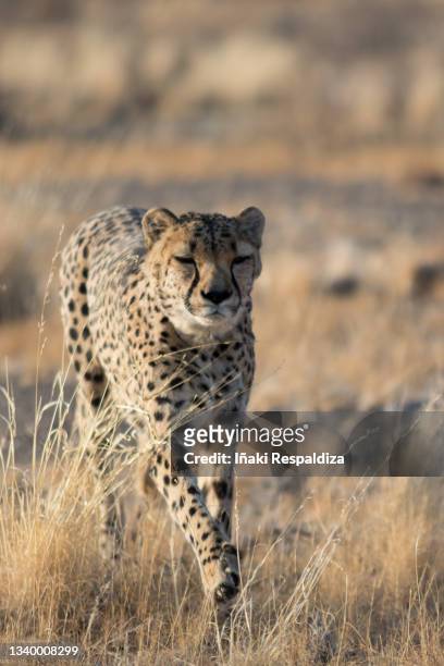 cheetah running - iñaki respaldiza 個照片及圖片檔