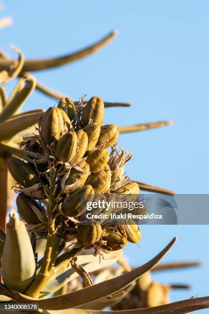 quiver tree fruit - iñaki respaldiza stock pictures, royalty-free photos & images