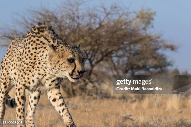 cheetah - iñaki respaldiza stock pictures, royalty-free photos & images