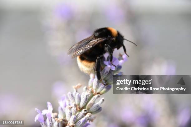 big bee on the lavender - giant bee stock pictures, royalty-free photos & images