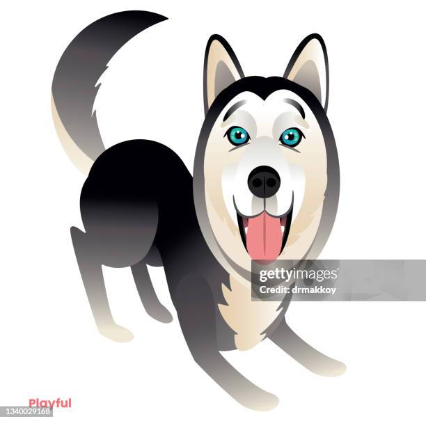 playful dog - alaskan malamute stock illustrations