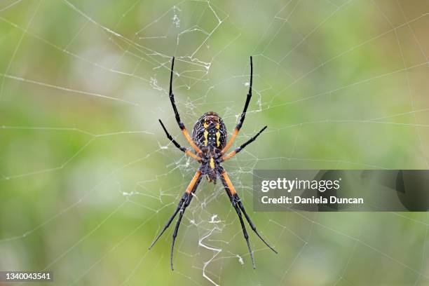 writing spider - argiope aurantia - aranha dourada dos jardins imagens e fotografias de stock