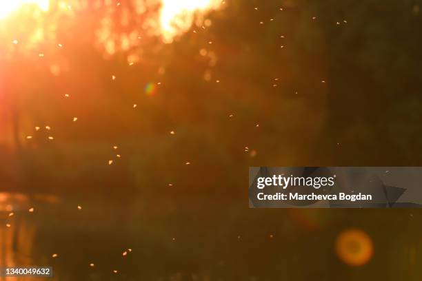 mosquitos swarm flying in sunset light - malaria parasite stock-fotos und bilder