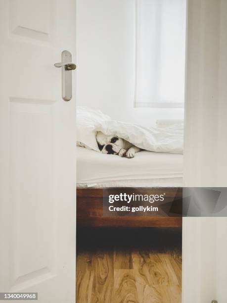 french bulldog sleeping on bed, view through an open bedroom door - door ajar stock pictures, royalty-free photos & images