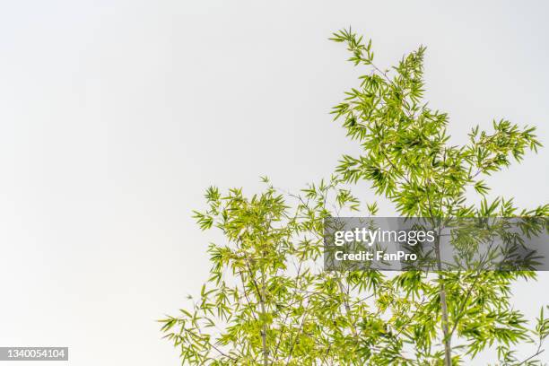 emerald green bamboo leaves - bamboo stock-fotos und bilder