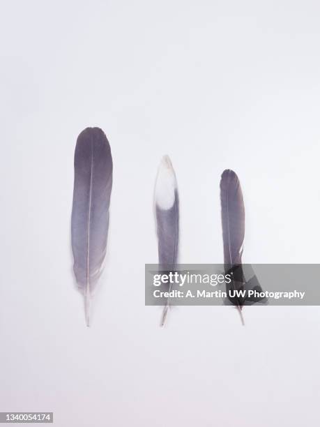 Tarring Tarring And Feathering Photos and Premium High Res Pictures - Getty Images