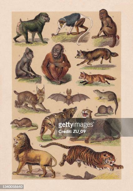 mammals, chromolithograph, published in 1889 - macaque stock illustrations